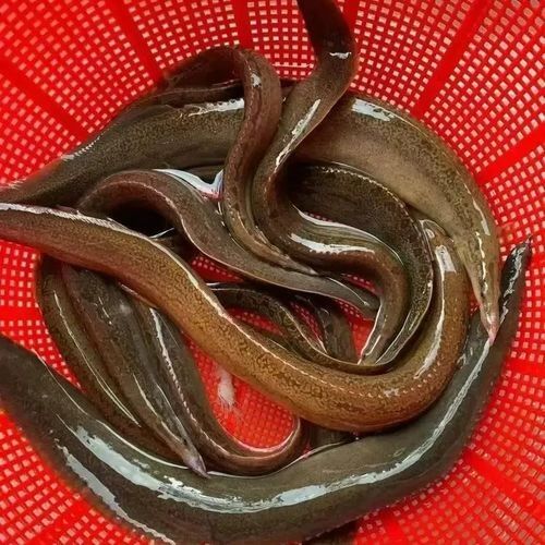 如何通過線上平臺購買萬綠湖魚？（萬綠湖魚新鮮鯪萬綠湖魚、翹嘴魚、翹嘴魚到家服務）