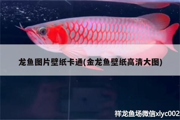 龍魚圖片壁紙卡通(金龍魚壁紙高清大圖)（龍魚圖片壁紙卡通） 龍魚圖片壁紙卡通(金龍魚壁紙高清大圖)（龍魚圖片壁紙卡通） 觀賞魚百科 第2張