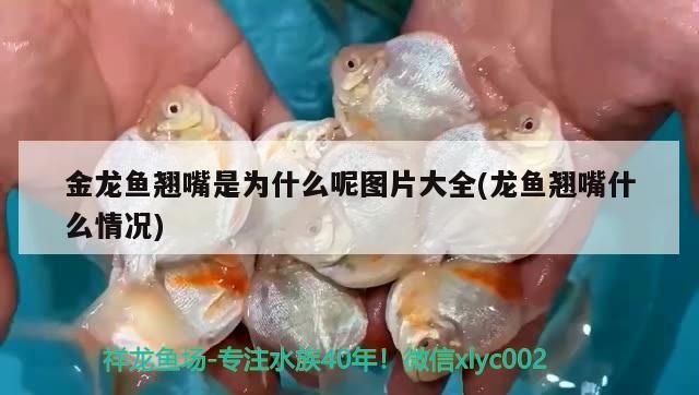 金龍魚翹嘴是為什么呢圖片大全(龍魚翹嘴什么情況)（金龍魚翹嘴什么情況、金龍魚翹嘴什么情況、金龍魚翹嘴什么情況）