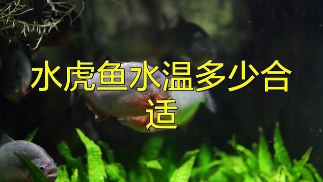 如何判斷虎魚是否適應混養環境（如何判斷虎魚是否能夠適應混養環境）