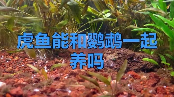 如何判斷虎魚是否適應混養環境（如何判斷虎魚是否能夠適應混養環境）