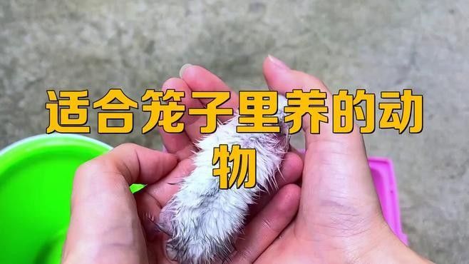 哪些動物適合合籠飼養(yǎng)？（籠飼養(yǎng)是指將兩種或多種不同種類的動物共同放在一個籠子中）