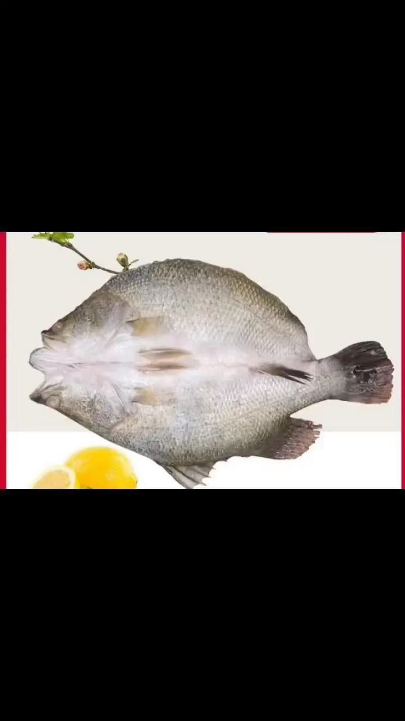 沈陽金龍魚批發價格如何？（沈陽金龍魚批發價格）