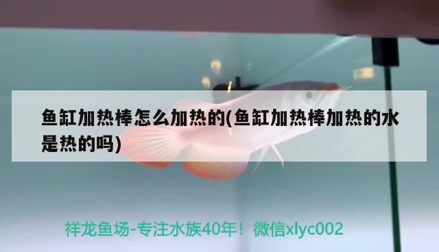 黃耳龜能和龍魚養(yǎng)在一起嗎 （家庭養(yǎng)龜哪種最好養(yǎng)）（魚肉、龍魚、耳龜、黃耳龜、黃耳龜、巴西龜、巴西龜怎么養(yǎng)？） 黃耳龜能和龍魚養(yǎng)在一起嗎 （家庭養(yǎng)龜哪種最好養(yǎng)）（魚肉、龍魚、耳龜、黃耳龜、黃耳龜、巴西龜、巴西龜怎么養(yǎng)？） 觀賞魚百科 第2張