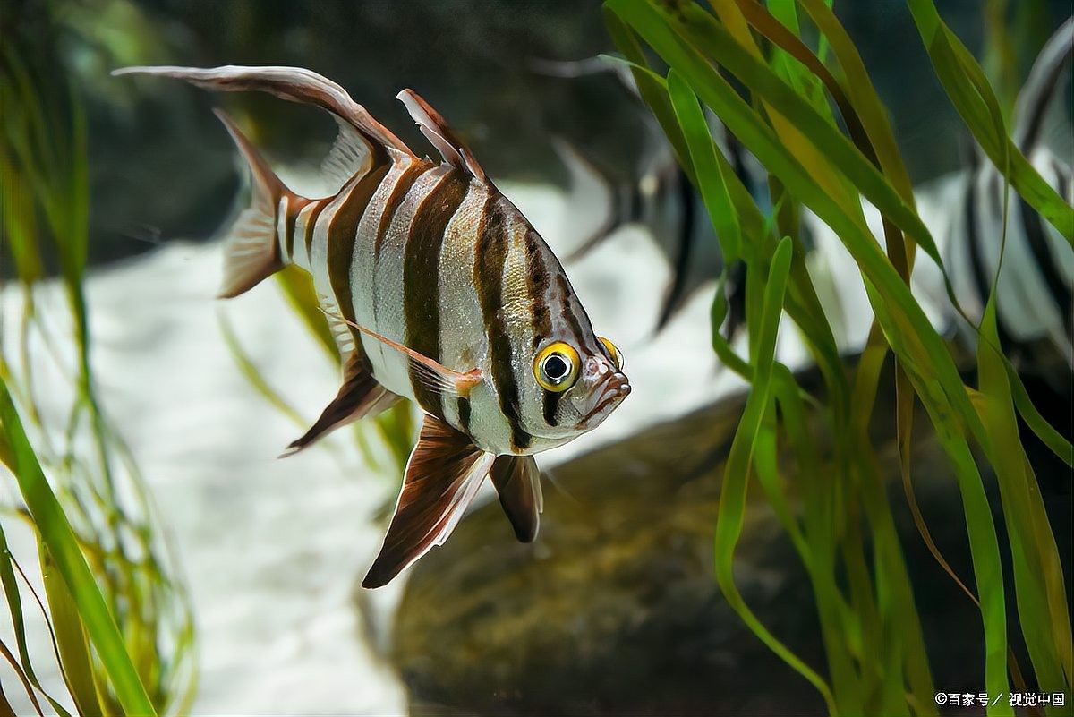 龍魚缸清潔魚多久換一次（魚缸多久換一次水最好）
