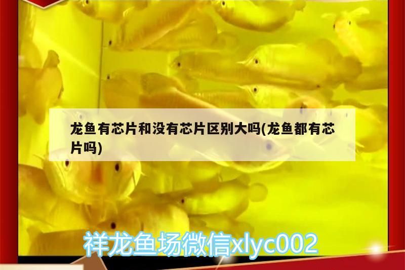 龍魚有芯片和沒有芯片區別大嗎(龍魚都有芯片嗎)（關于龍魚有芯片和沒有芯片區別大嗎）