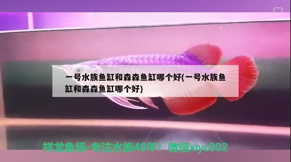 龍魚有芯片和沒有芯片區別大嗎(龍魚都有芯片嗎)（關于龍魚有芯片和沒有芯片區別大嗎）