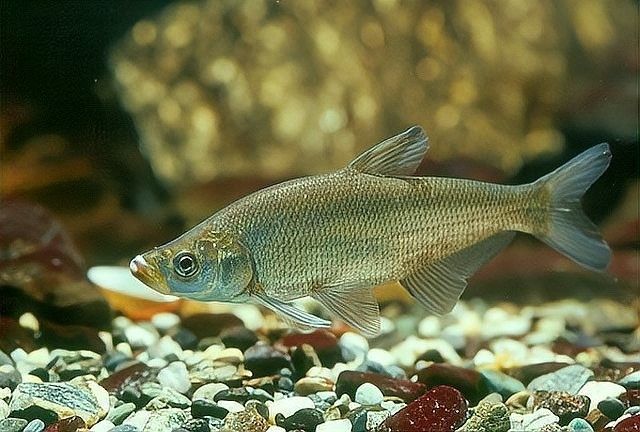 五大連池哪個水族館龍魚好？祥龍魚場龍魚（五大連池水族館——祥龍魚場）