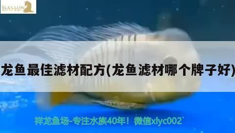 龍魚最佳濾材配方(龍魚濾材哪個牌子好)