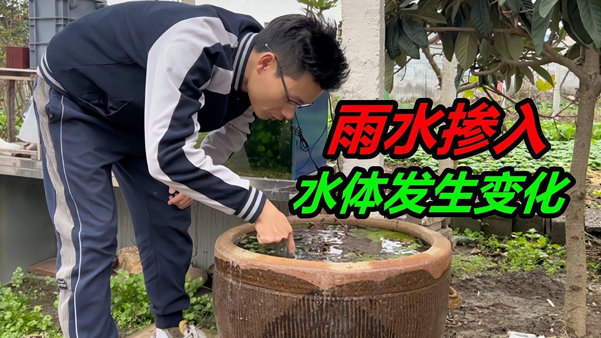 發財魚和金菠蘿混養需要多大的魚缸（魚和金菠蘿混養的魚缸大?。? title=