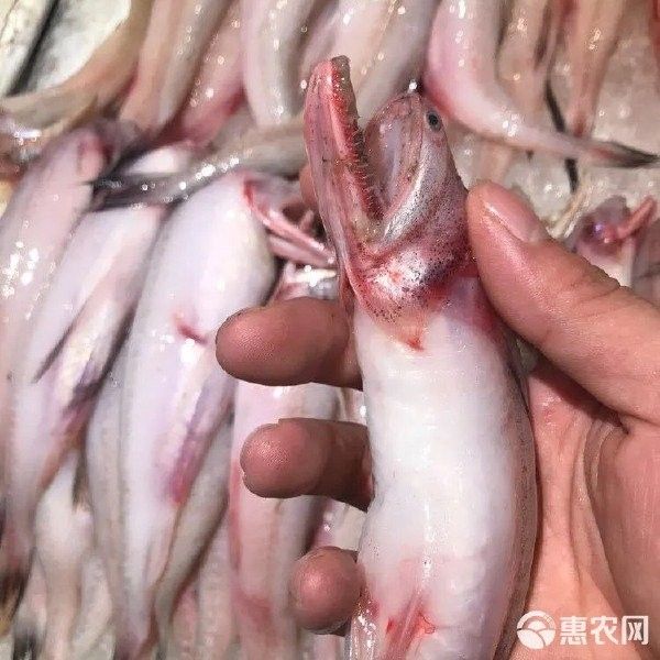 龍頭魚的價格是多少？（龍頭魚的價格是多少）