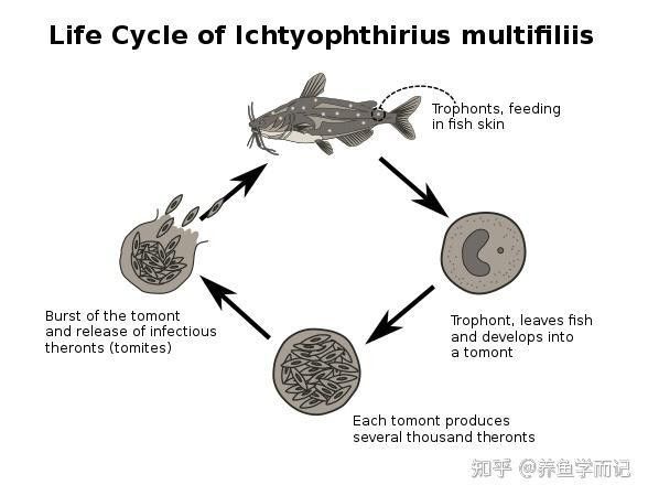如何判斷親魚(yú)是否健康？（判斷親魚(yú)是否健康需要從多個(gè)方面進(jìn)行綜合評(píng)估評(píng)估）
