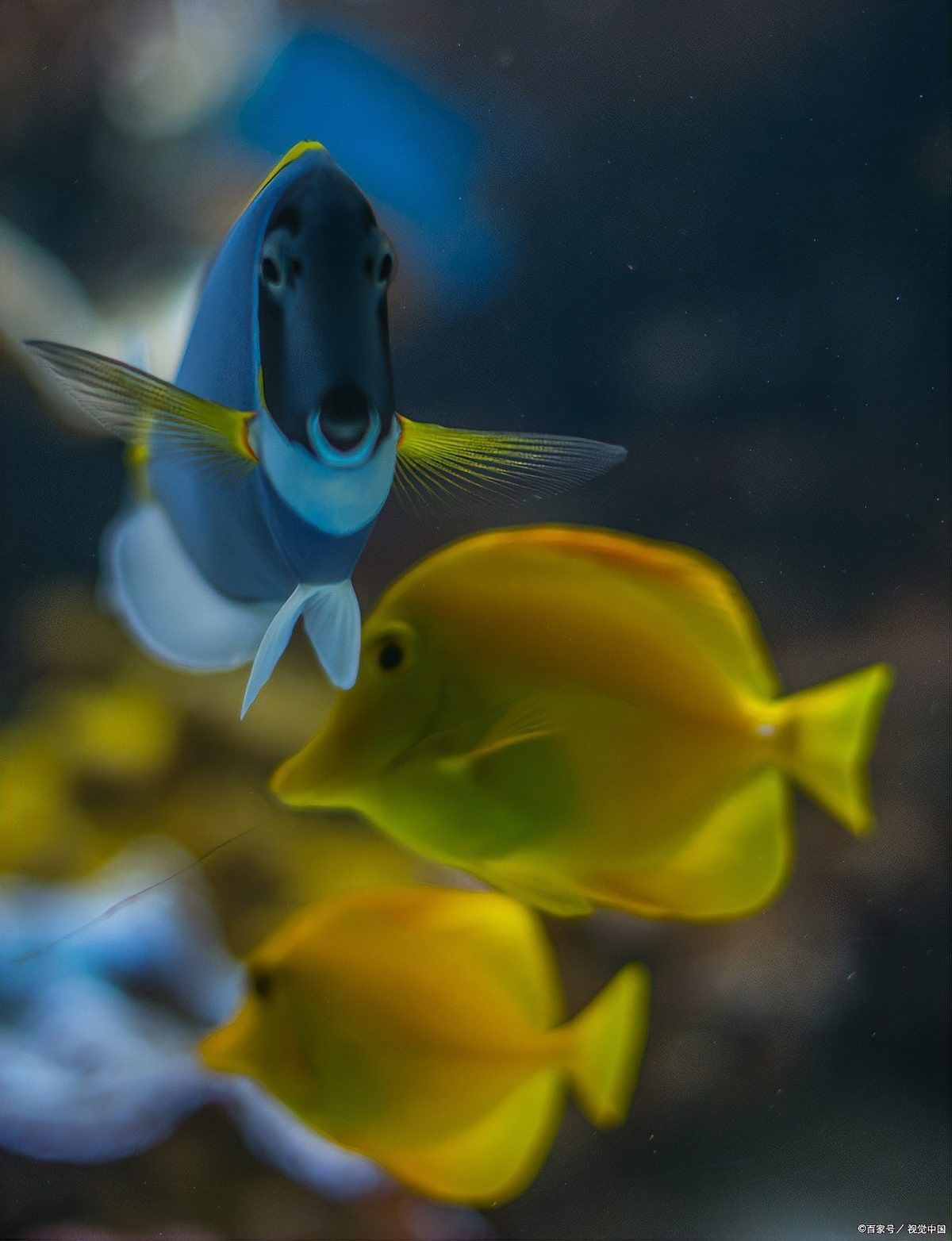 如何判斷親魚(yú)是否健康？（判斷親魚(yú)是否健康需要從多個(gè)方面進(jìn)行綜合評(píng)估評(píng)估）