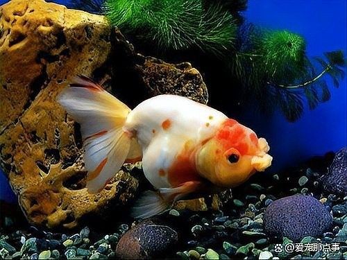 如何判斷親魚(yú)是否健康？（判斷親魚(yú)是否健康需要從多個(gè)方面進(jìn)行綜合評(píng)估評(píng)估）