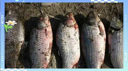 如何判斷親魚(yú)是否健康？（判斷親魚(yú)是否健康需要從多個(gè)方面進(jìn)行綜合評(píng)估評(píng)估）