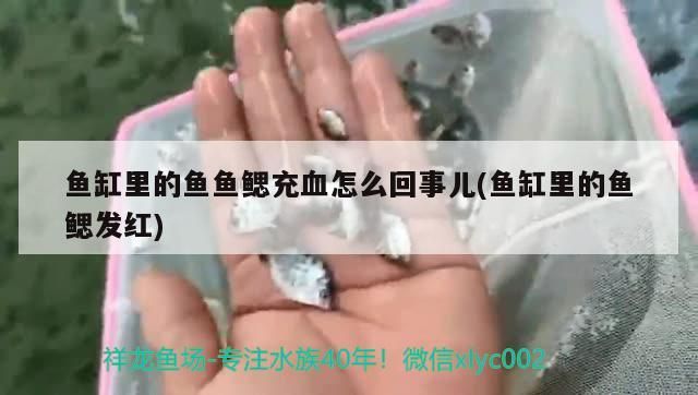 紅龍魚的挑選方法（紅龍魚買什么品種好看又好養(yǎng)，紅龍魚苗的挑選技巧和方法） 紅龍魚的挑選方法（紅龍魚買什么品種好看又好養(yǎng)，紅龍魚苗的挑選技巧和方法） 觀賞魚百科 第1張