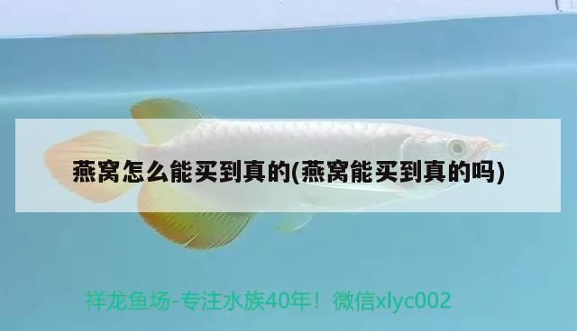 紅龍魚的挑選方法（紅龍魚買什么品種好看又好養(yǎng)，紅龍魚苗的挑選技巧和方法） 紅龍魚的挑選方法（紅龍魚買什么品種好看又好養(yǎng)，紅龍魚苗的挑選技巧和方法） 觀賞魚百科 第2張