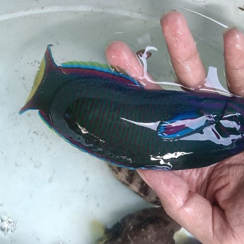 哪種海水青龍魚品種最貴？（海水青龍魚價格比較分析）