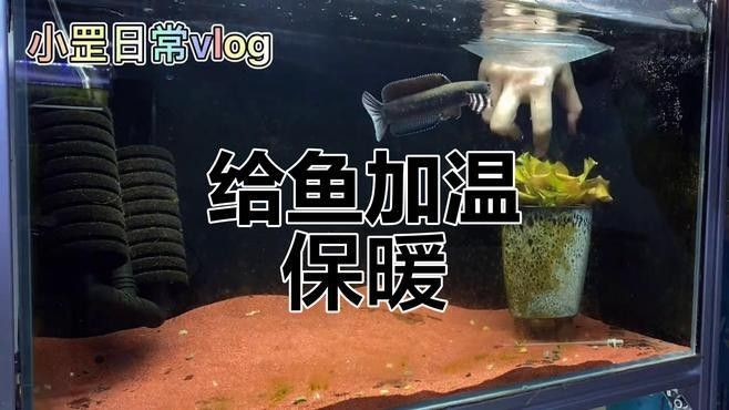 如何給龍魚缸加熱（如何給龍魚缸加熱棒，18個常見問題,寵物魚新手請上座）