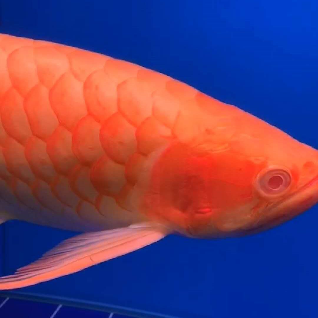 麻煩大家幫看看這個白點怎么回事多謝（=（祥龍水族聯盟魚友評論）最新回復）