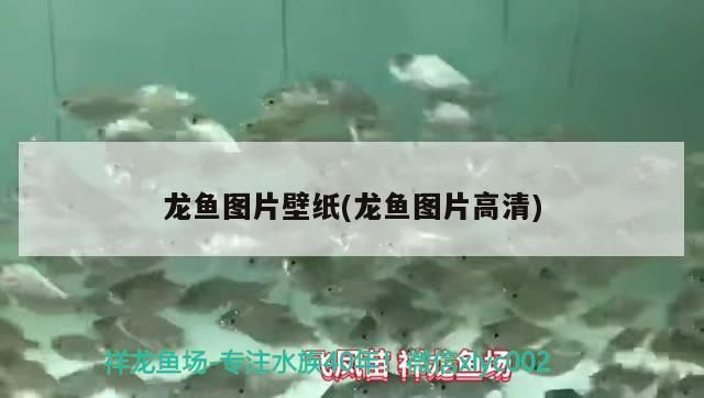 龍魚圖片壁紙(龍魚圖片高清)（好運魚圖片壁紙大全圖片）