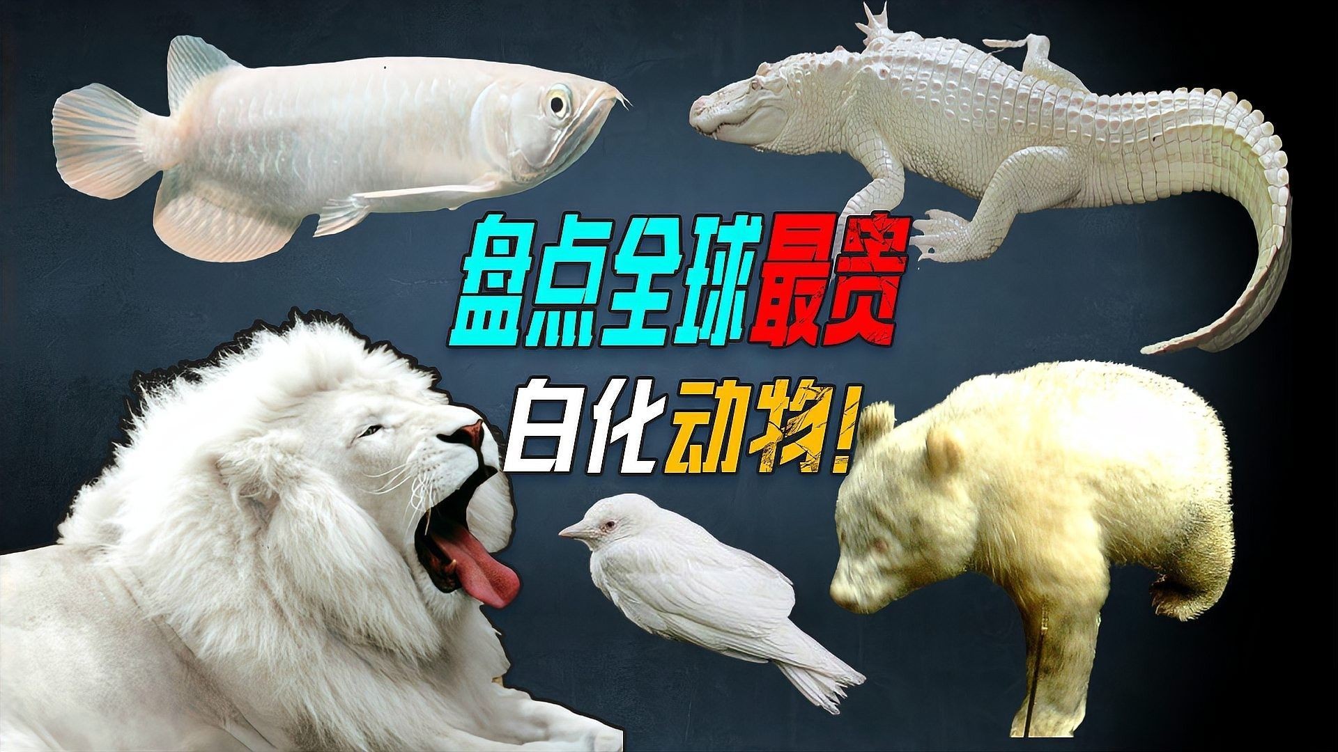 如何預防龍魚側線孔突出（如何預防龍魚側線孔突出，以期為龍魚愛好者提供實用養護建議）