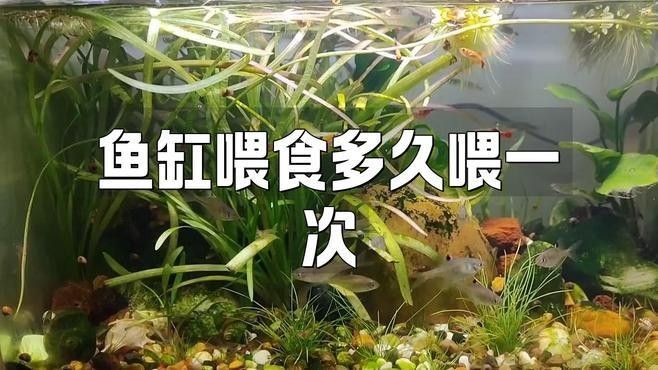 龍魚缸工具魚多久喂一次（魚缸工具魚的喂食頻率取決于多種因素，龍魚缸工具魚的喂養方法）