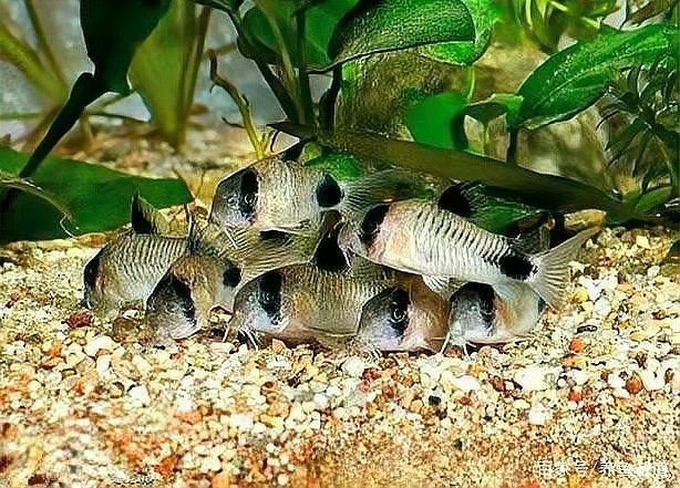 龍魚缸工具魚多久喂一次（魚缸工具魚的喂食頻率取決于多種因素，龍魚缸工具魚的喂養方法）