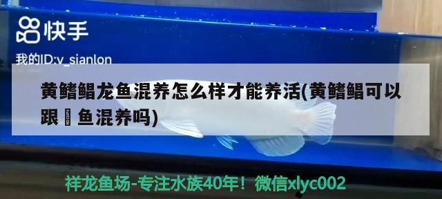虎紋恐龍魚需要底沙嗎(恐龍魚必須要放底砂嘛)（黃鰭鯧可以跟魟魚混養嗎）