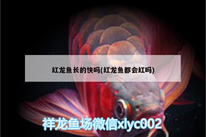 紅龍魚長的快嗎(紅龍魚都會紅嗎)（紅龍魚長的快嗎，）