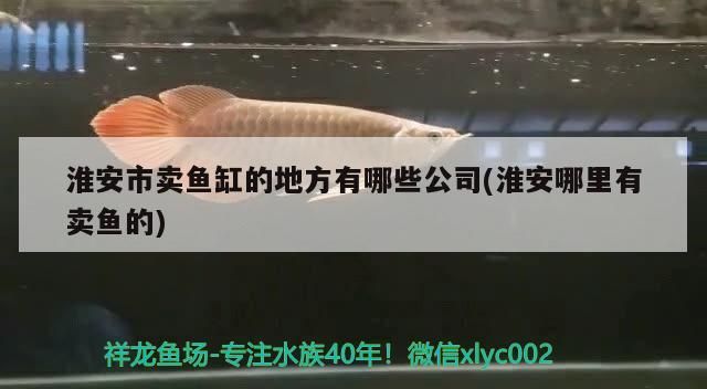淮安市賣魚缸的地方有哪些公司(淮安哪里有賣魚的)（淮安賣魚缸的地方有哪些公司）
