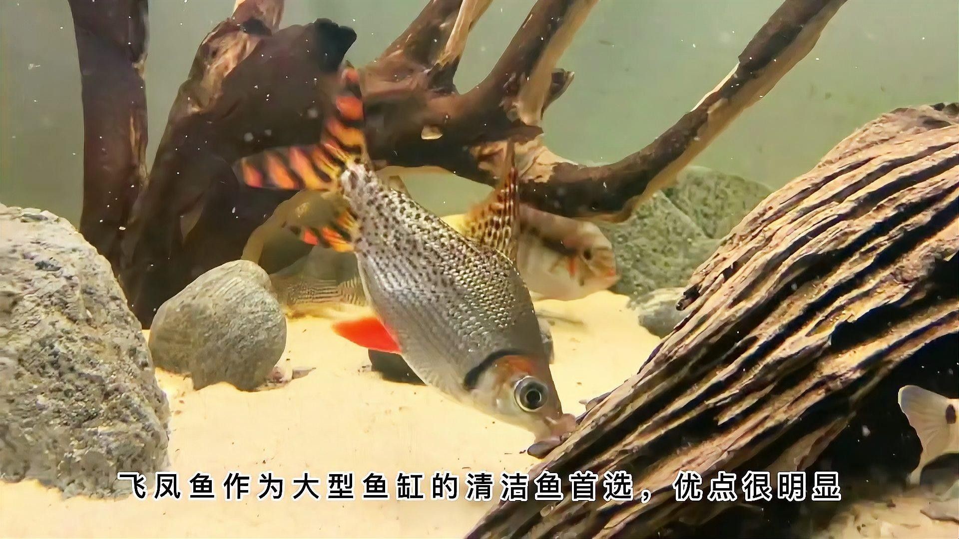 飛鳳魚吸食龍魚黏膜怎么辦？（飛鳳魚吸食龍魚黏膜怎么辦）