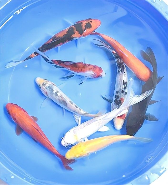 新迎農(nóng)貿(mào)市場有沒有賣其他大型觀賞魚？（新迎農(nóng)貿(mào)市場是否有其他大型觀賞魚出售）