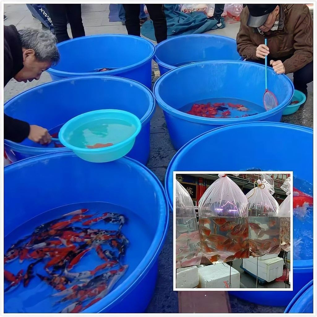 新迎農(nóng)貿(mào)市場有沒有賣其他大型觀賞魚？（新迎農(nóng)貿(mào)市場是否有其他大型觀賞魚出售）
