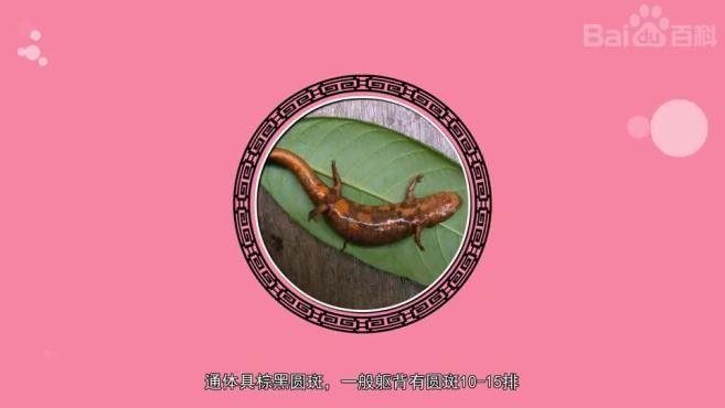 肥螈和東方蠑螈有何區(qū)別？（東方蠑螈和東方蠑螈的區(qū)別）