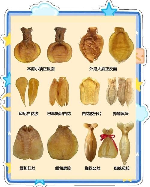 哪種魚膠更適合新手入門?(新手入門魚膠選擇指南) 龍魚百科 第4張 哪種魚膠更適合新手入門?(新手入門魚膠選擇指南) 哪種魚膠更適合新手入門?(新手入門魚膠選擇指南) 龍魚百科 第4張