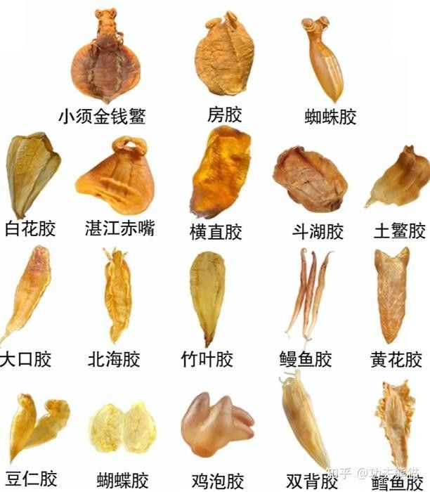 哪種魚膠更適合新手入門？（新手入門魚膠選擇指南） 哪種魚膠更適合新手入門？（新手入門魚膠選擇指南） 龍魚百科 第11張