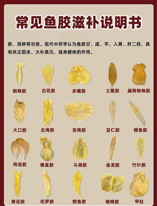 哪種魚膠更適合新手入門?(新手入門魚膠選擇指南) 龍魚百科 第7張 哪種魚膠更適合新手入門?(新手入門魚膠選擇指南) 哪種魚膠更適合新手入門?(新手入門魚膠選擇指南) 龍魚百科 第7張