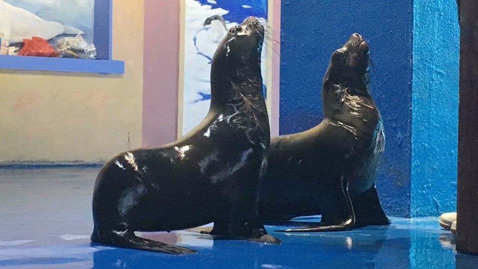 五峰哪個水族館龍魚好？祥龍魚場龍魚