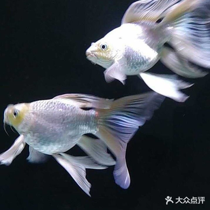 五峰哪個水族館龍魚好？祥龍魚場龍魚