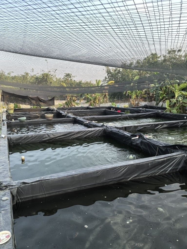 揭陽龍魚魚場哪家口碑最好（揭陽龍魚魚場和揭陽觀賞魚漁場哪個口碑更好龍欣魚場口碑更好）