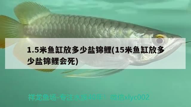 1.5米魚缸放多少鹽錦鯉(15米魚缸放多少鹽錦鯉會死)（1.5米魚缸放多少鹽錦鯉）