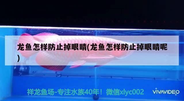 龍魚怎樣防止掉眼睛(龍魚怎樣防止掉眼睛呢) 龍魚怎樣防止掉眼睛(龍魚怎樣防止掉眼睛呢) 觀賞魚百科