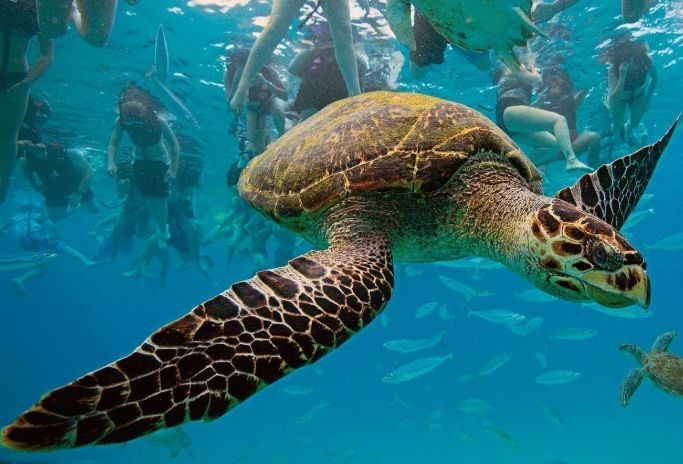 岐山哪個(gè)水族館龍魚好？祥龍魚場(chǎng)龍魚（北京地區(qū)與“祥龍魚場(chǎng)”相關(guān)的龍魚資源主要集中在以下方面）