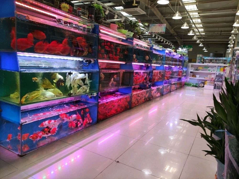岐山哪個(gè)水族館龍魚好？祥龍魚場(chǎng)龍魚（北京地區(qū)與“祥龍魚場(chǎng)”相關(guān)的龍魚資源主要集中在以下方面）