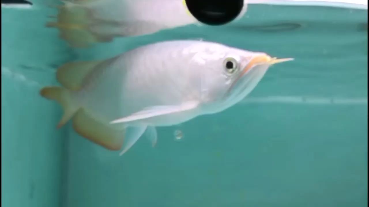 上海水族館高溫終于快過去了（上海水族館高溫終于快過去了，過幾天給你下黑缸） 上海水族館高溫終于快過去了（上海水族館高溫終于快過去了，過幾天給你下黑缸） 觀賞魚百科
