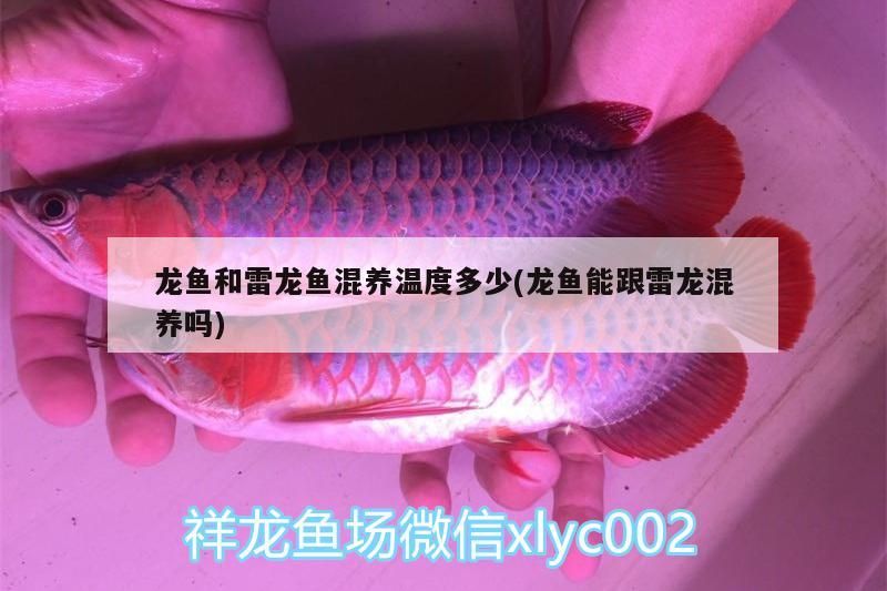 龍魚和雷龍魚混養溫度多少(龍魚能跟雷龍混養嗎)（龍魚和雷龍魚混養溫度多少）
