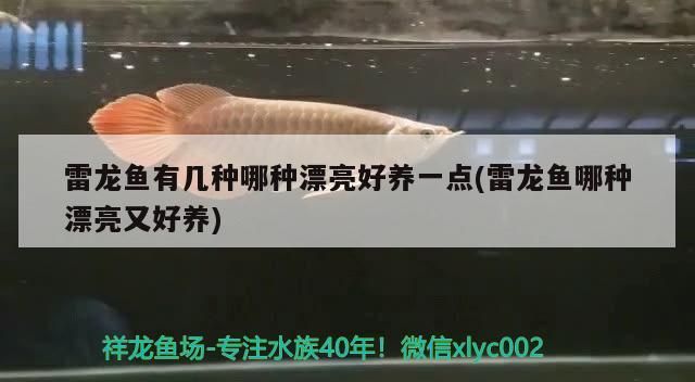 雷龍魚有幾種哪種漂亮好養(yǎng)一點(雷龍魚哪種漂亮又好養(yǎng))（雷龍魚有幾種哪種漂亮好養(yǎng)一點）