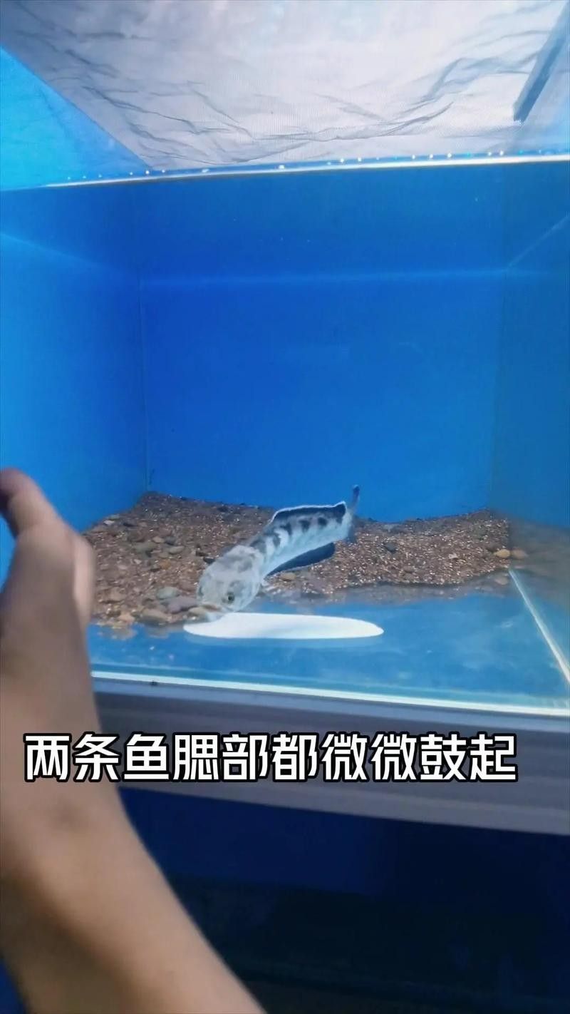 如何為雷龍魚設置最佳水位