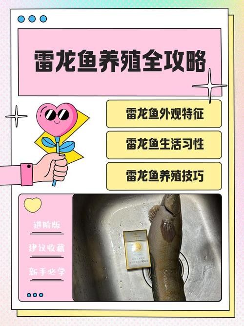 如何為雷龍魚設置最佳水位